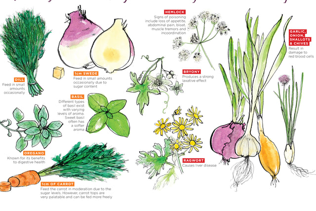 A section of a feeding guide for rabbits, showing a variety of illustrated vegetables with their title and explanation when/how to eat them and if at all.