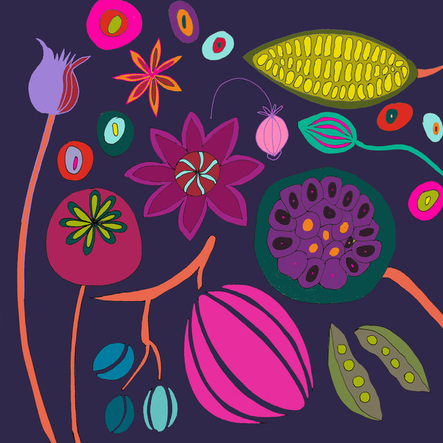 Drawing of seeds and plants